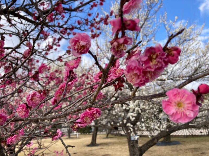 春めき桜