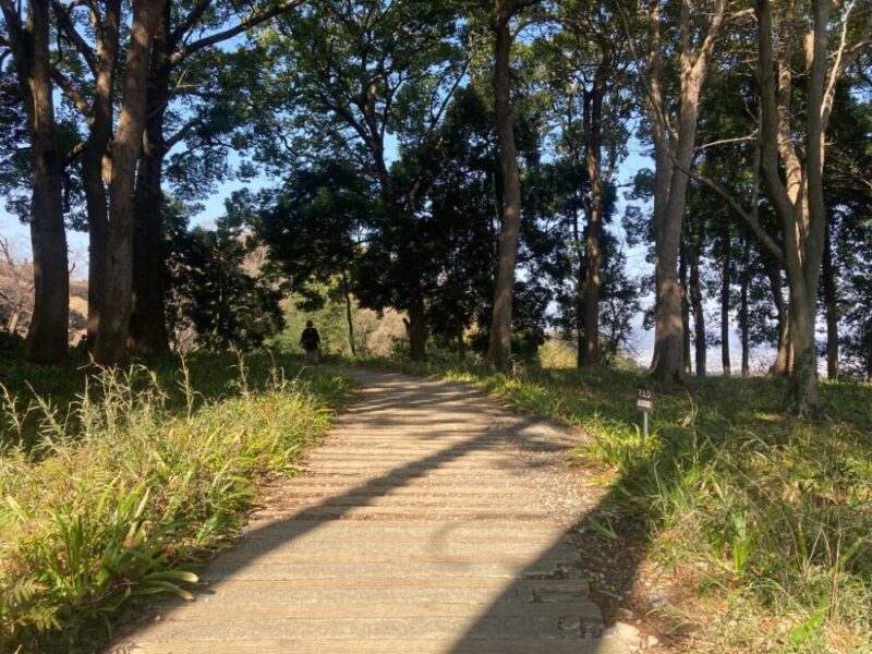 木漏れ日がさす木の遊歩道を歩く人