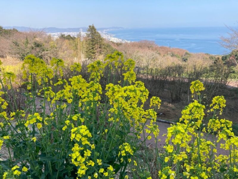 菜の花が咲く丘から海を眺める景色