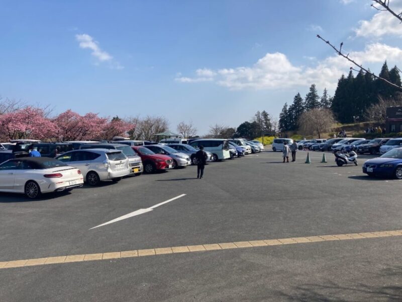 桜の木がある広い駐車場にたくさんの車が停まっている様子