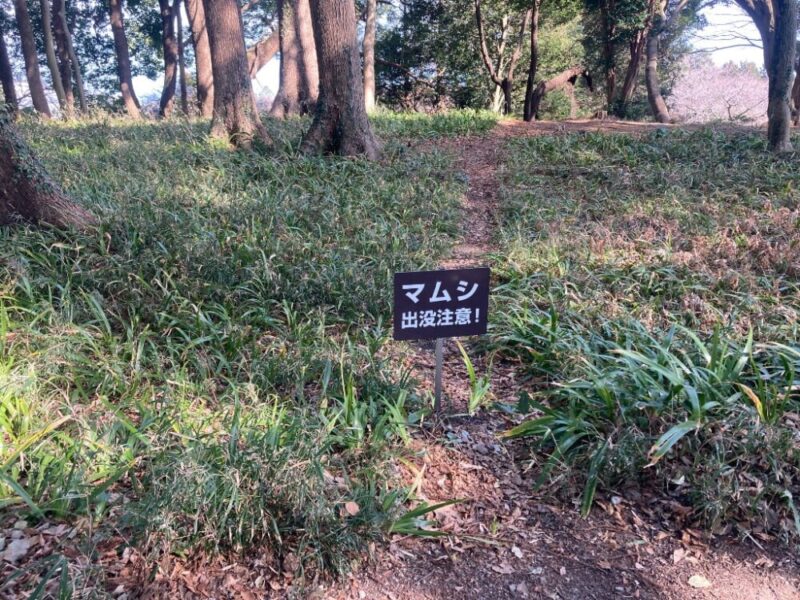 道端にママシの注意看板がある森林の風景